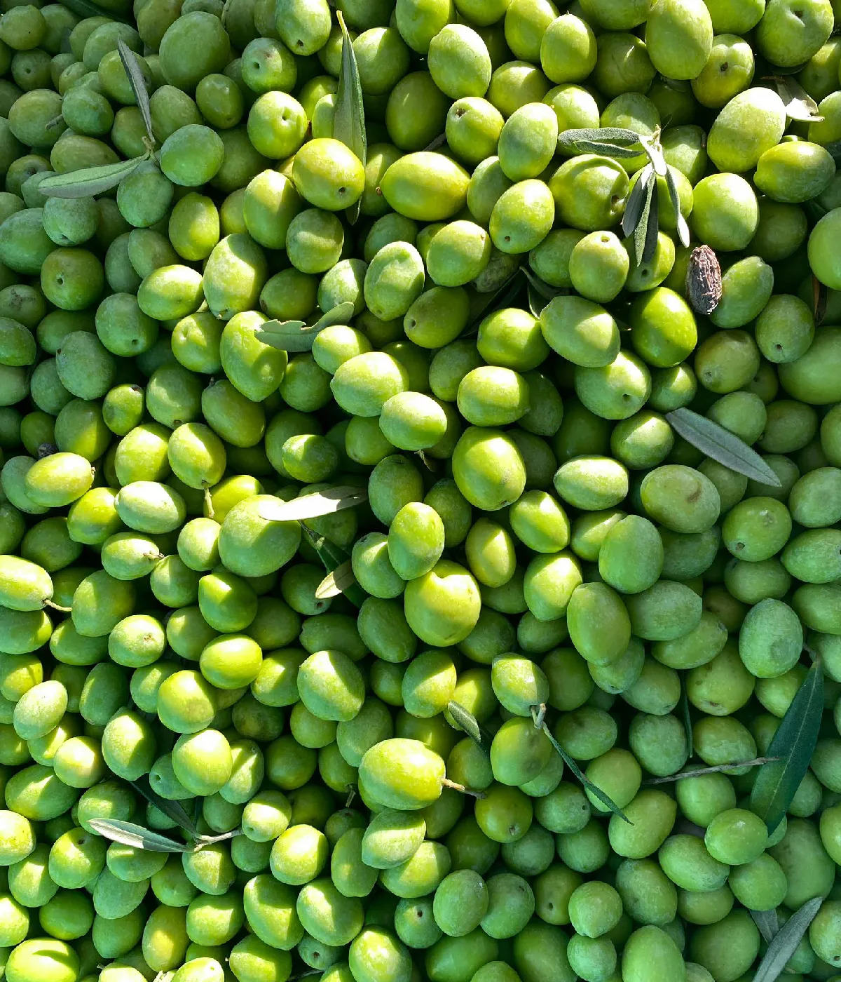 Donna Oriana - Olive biancolilla di Caltabellotta