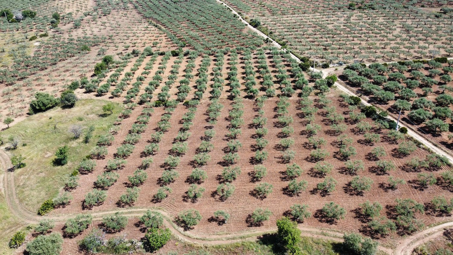 Donna Oriana - Azienda Agricola Grisafi Salvatore - I nostri Uliveti a Caltabellotta