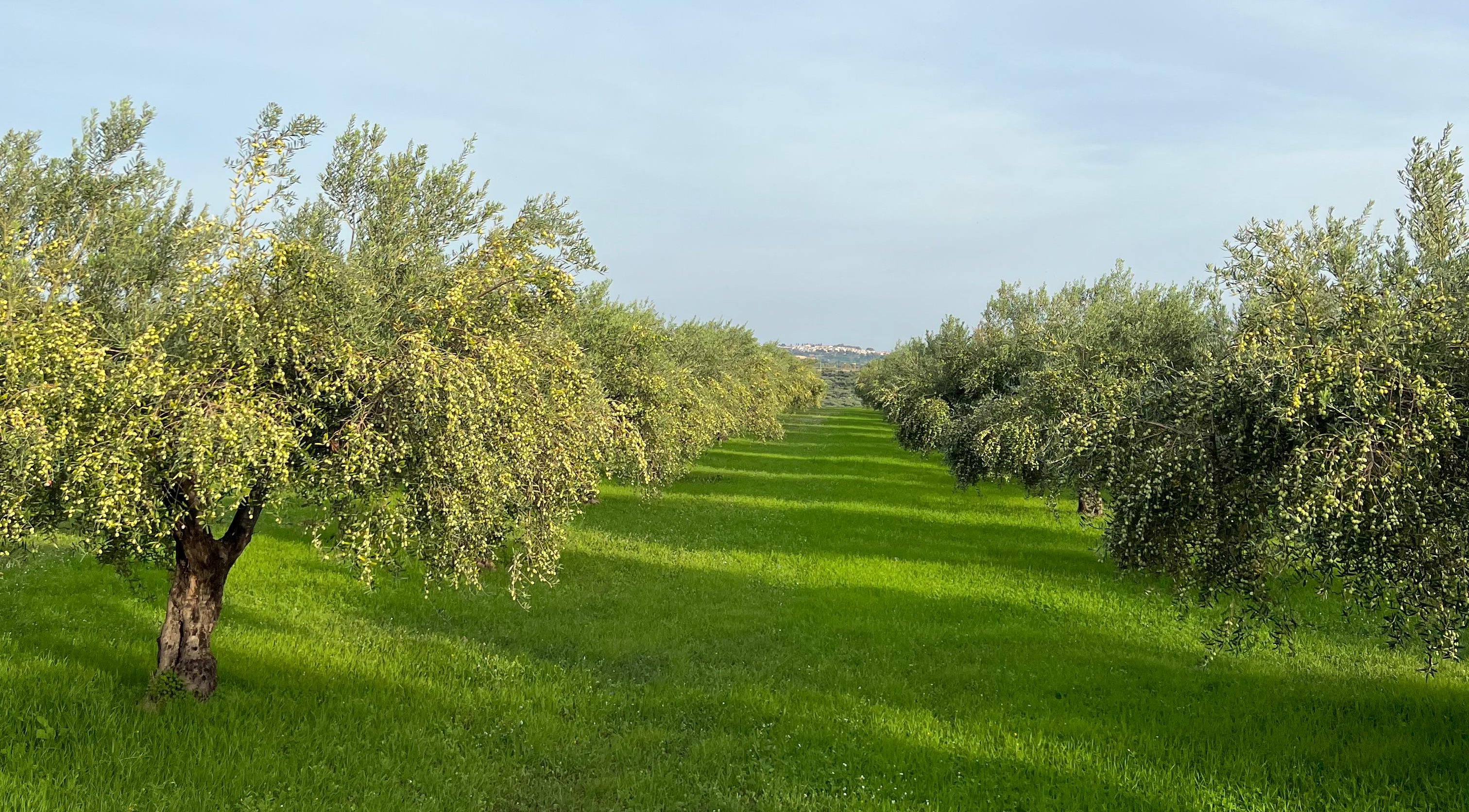 Gli uliveti di Donna Oriana