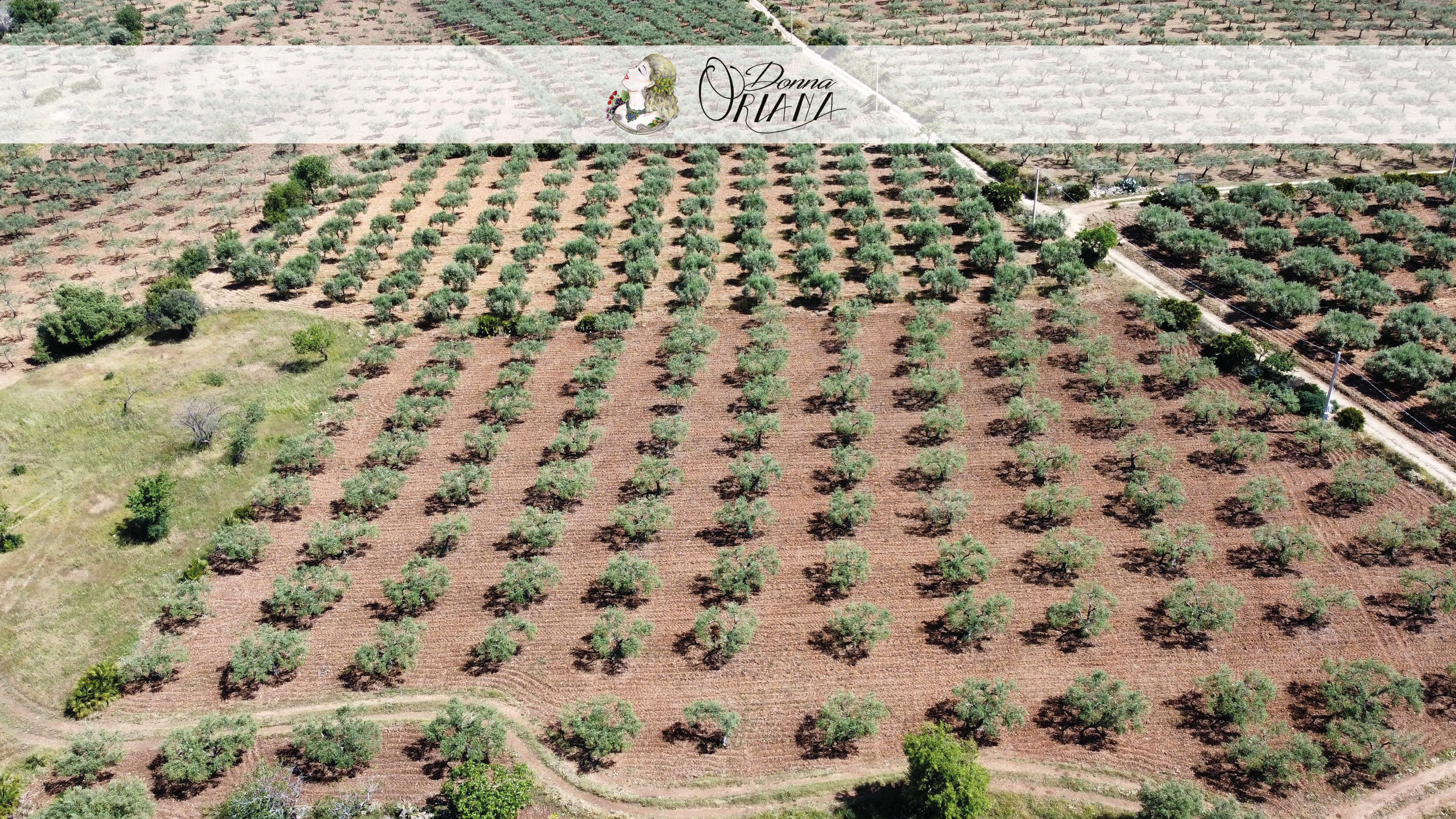 Fotogallery degli uliveti dell'Azienda Agricola Grisafi Salvatore - Donna Oriana, con splendide vedute panoramiche di Caltabellotta