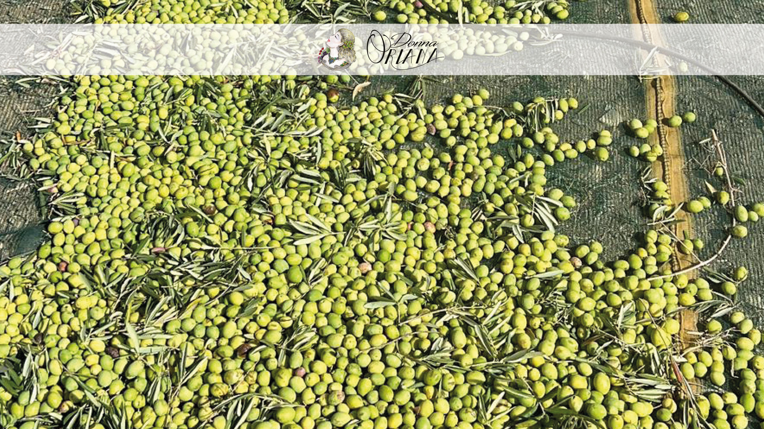 Fotogallery degli uliveti dell'Azienda Agricola Grisafi Salvatore - Donna Oriana, con splendide vedute panoramiche di Caltabellotta