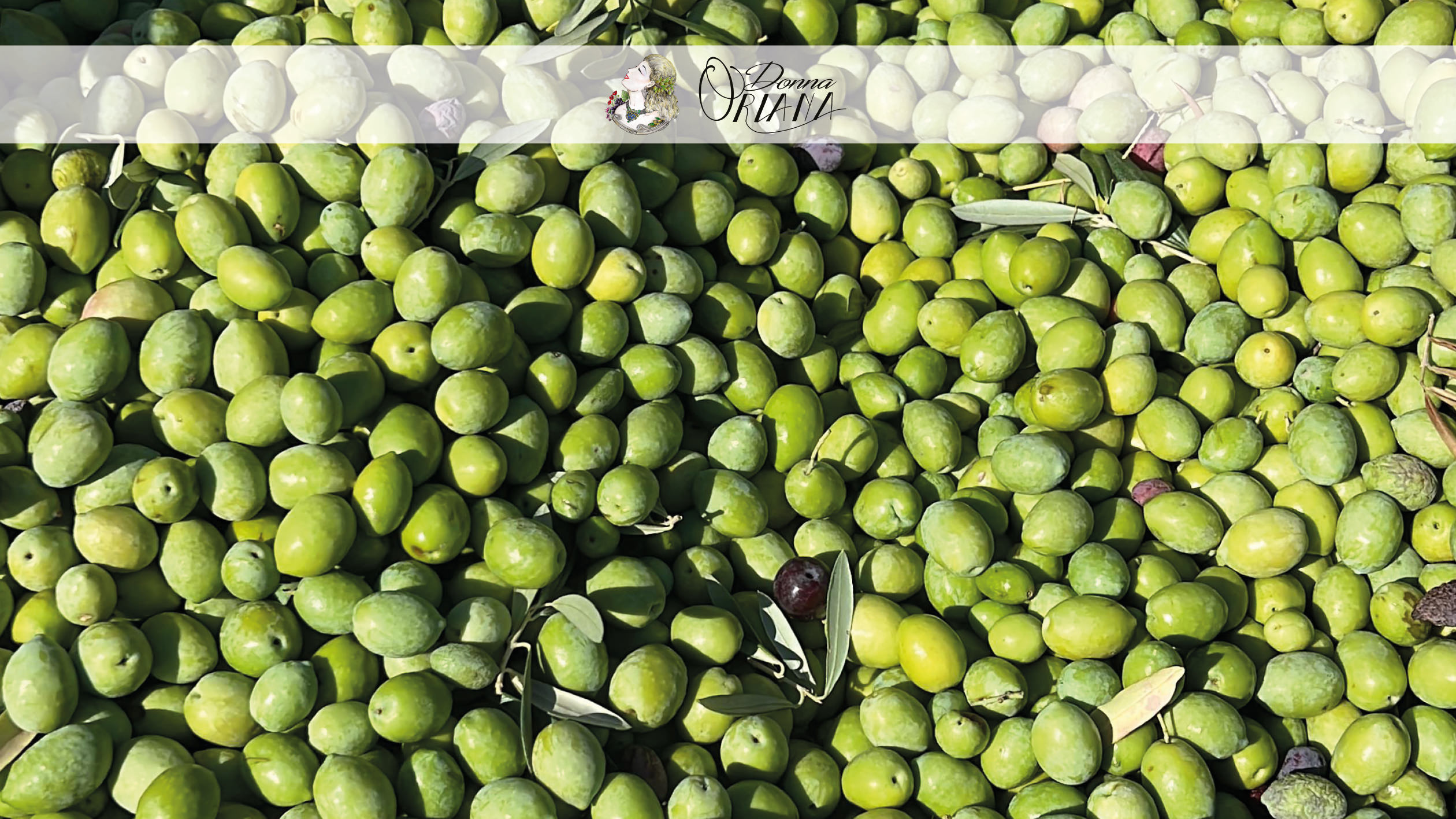 Fotogallery degli uliveti dell'Azienda Agricola Grisafi Salvatore - Donna Oriana, con splendide vedute panoramiche di Caltabellotta