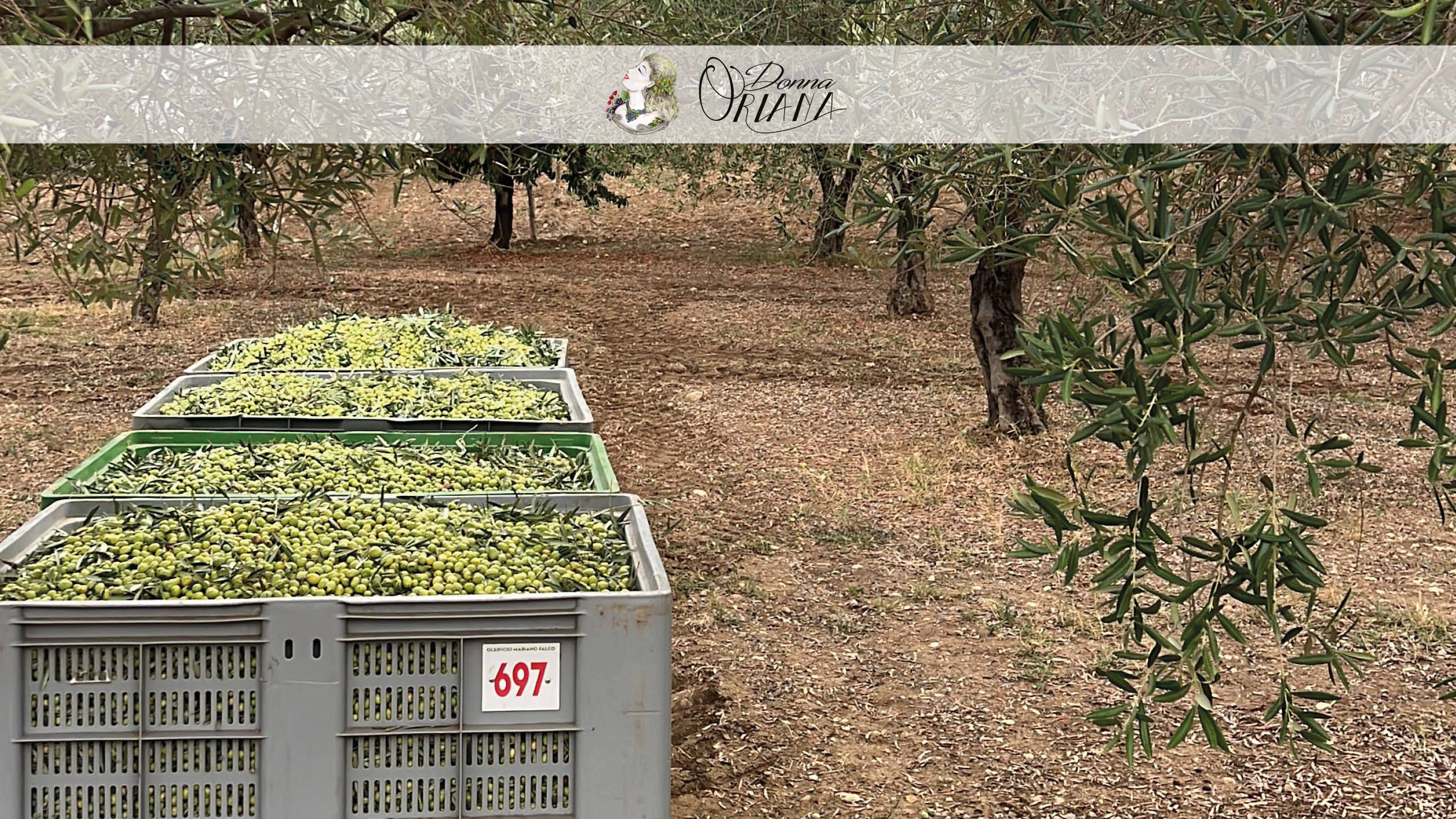 Fotogallery degli uliveti dell'Azienda Agricola Grisafi Salvatore - Donna Oriana, con splendide vedute panoramiche di Caltabellotta