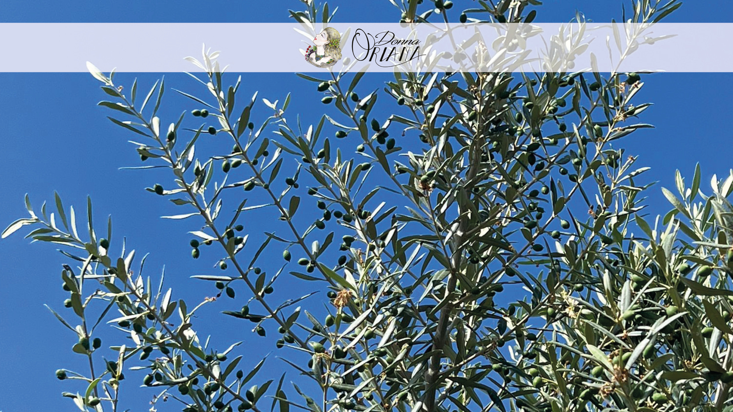 Fotogallery degli uliveti dell'Azienda Agricola Grisafi Salvatore - Donna Oriana, con splendide vedute panoramiche di Caltabellotta