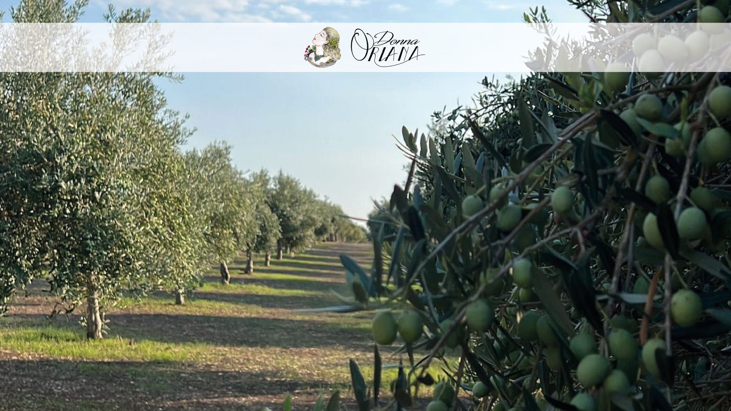 Fotogallery degli uliveti dell'Azienda Agricola Grisafi Salvatore - Donna Oriana, con splendide vedute panoramiche di Caltabellotta