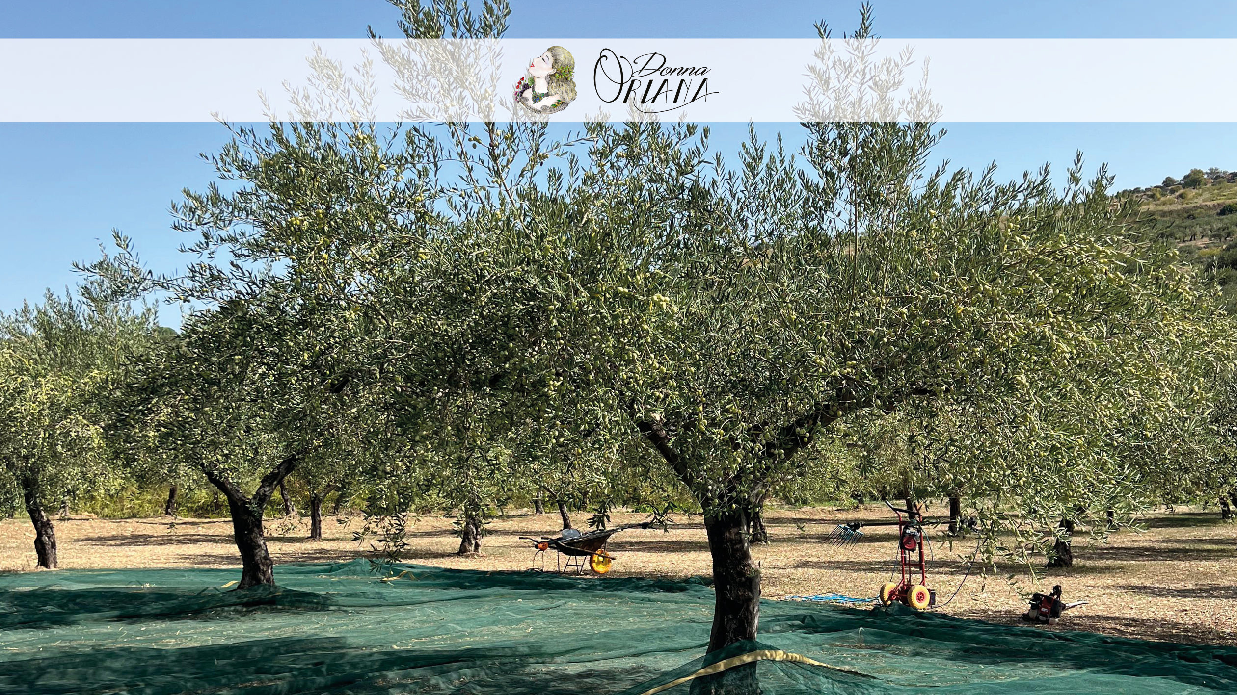 Fotogallery degli uliveti dell'Azienda Agricola Grisafi Salvatore - Donna Oriana, con splendide vedute panoramiche di Caltabellotta
