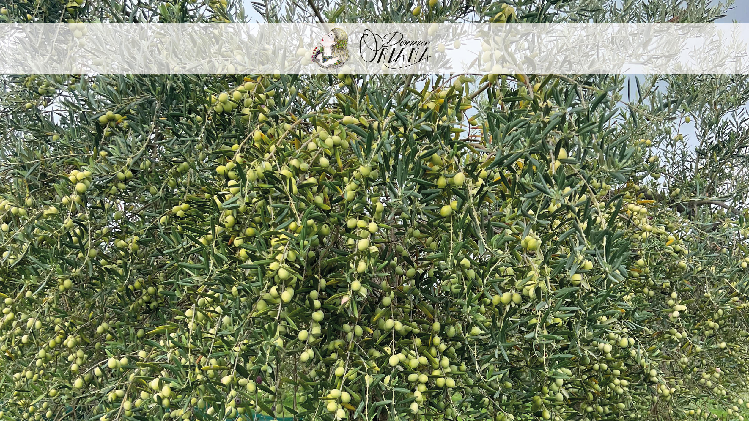 Fotogallery degli uliveti dell'Azienda Agricola Grisafi Salvatore - Donna Oriana, con splendide vedute panoramiche di Caltabellotta