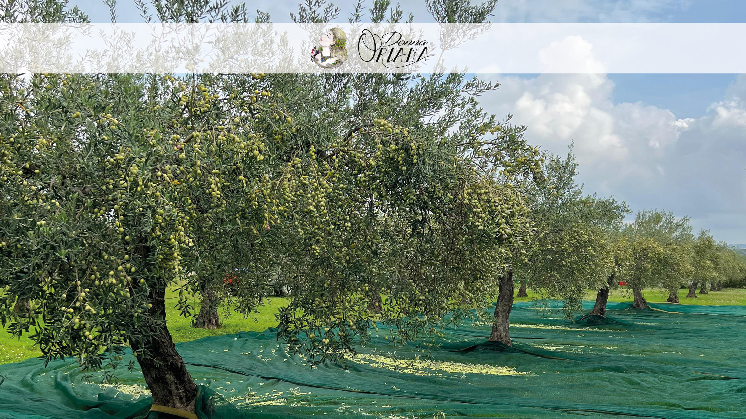 Fotogallery degli uliveti dell'Azienda Agricola Grisafi Salvatore - Donna Oriana, con splendide vedute panoramiche di Caltabellotta