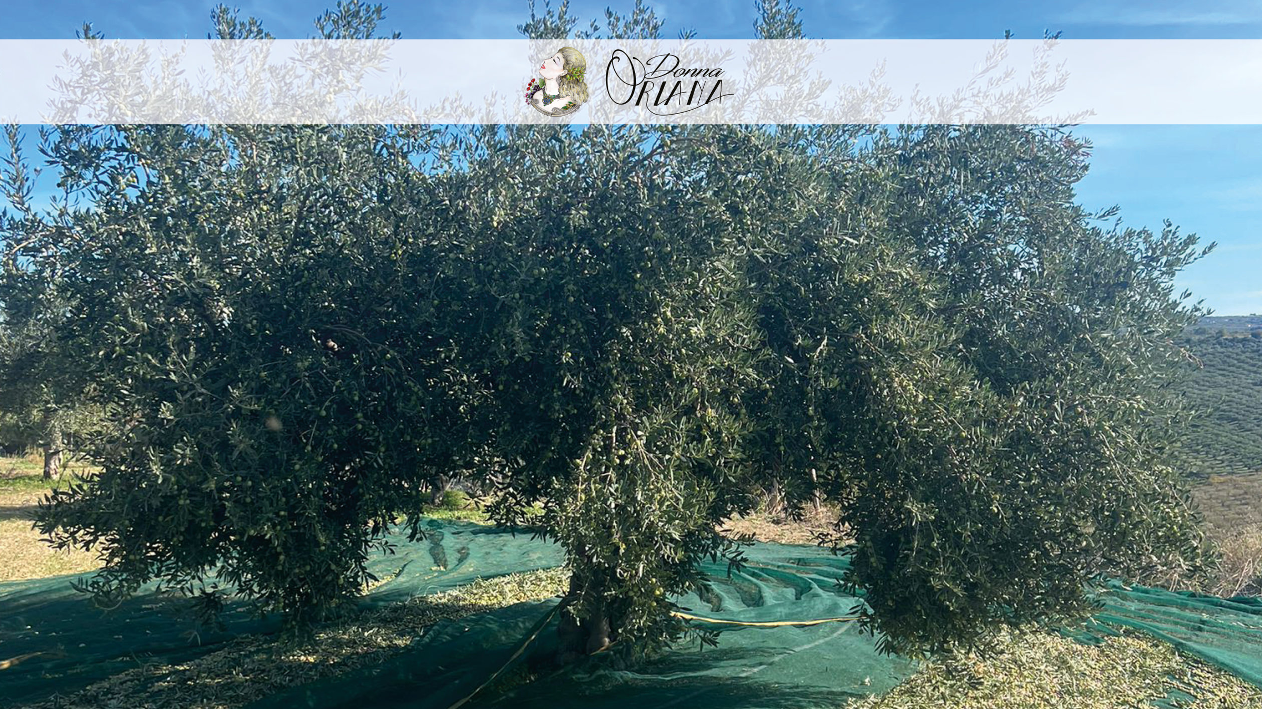 Fotogallery degli uliveti dell'Azienda Agricola Grisafi Salvatore - Donna Oriana, con splendide vedute panoramiche di Caltabellotta